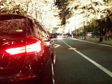 都内の夜桜めぐり