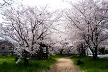 今シーズン最後の桜