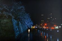 夜桜見にいったんだけど