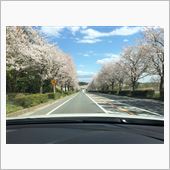 桜満開！花粉が無ければ・・・ ...