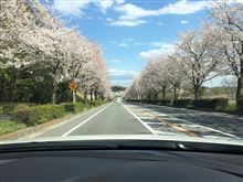 桜満開！花粉が無ければ・・・・（T_T）
