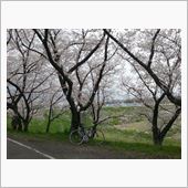 花見に行くには遅かった。