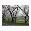 花見に行くには遅かった。