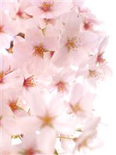 華やかに，そして優しく，しなやかに