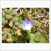1輪の花