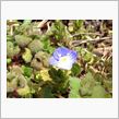 1輪の花