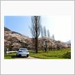京都「美山」桜ドライブ
