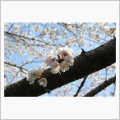 桜が満開でした