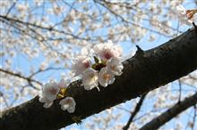 桜が満開でした