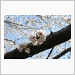 桜が満開でした