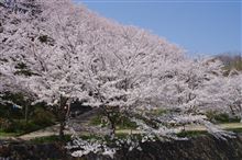 桜とマイカーを撮ってみた。
