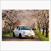 “桜のトンネル”での出会い♪
