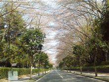 ４月２週目のお昼のパン。