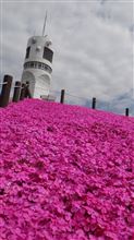 芝桜