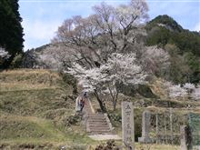 サクラ２