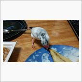 食らいつく!!