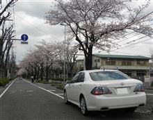 桜の花見と海老天で『桜海老』なんちゃって（汗；