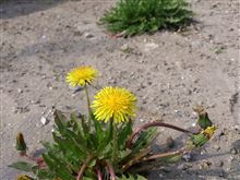 春の草花メモ