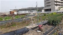 丸一日　畑作業