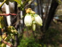 開花しました。