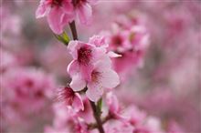 桜と桃の競演 桜と桃の競演