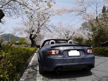 桜を求めて右往左往(゜д゜；三；゜д゜）