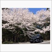 桜、満開♪