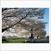 みんな桜が好きなのねー