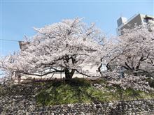 柳 緑 花 紅(やなぎはみどり はなはくれない) 柳 緑 花 紅(やなぎはみどり はなはくれない)