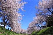 吉野瀬川の桜