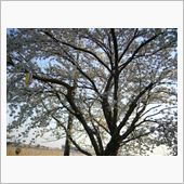 春の陽うらら、桜満開