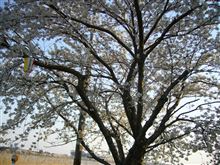 春の陽うらら、桜満開