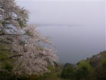 サクラ３