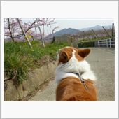 山梨にお花見～