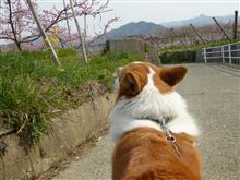 山梨にお花見～