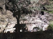 花見・・・