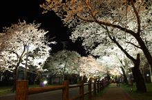 例年の夜桜