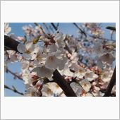 夢桜