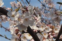 夢桜 夢桜