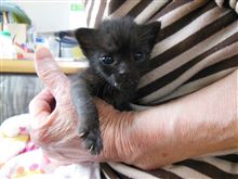 仔猫を飼いはじめた