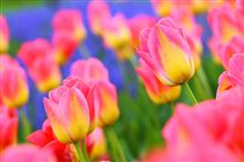 昭和記念公園のチューリップ