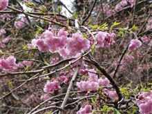 花の命は短し！恋せよ男子！