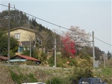 今週は群馬　八ッ場ダム付近が桜満開でした。