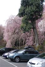 桜の京都