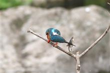４月２０日のカワセミ君