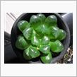 グリーンボール Green Ball　