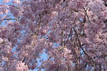 ❀S・A・K・U・R・A❀2014 ❀S・A・K・U・R・A❀2014