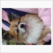 ポンちゃん一周忌