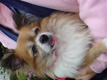 ポンちゃん一周忌 ポンちゃん一周忌