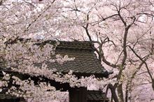 高遠の桜と花咲かじいさん(桜ドライブ遠征編その2) 高遠の桜と花咲かじいさん(桜ドライブ遠征編その2)